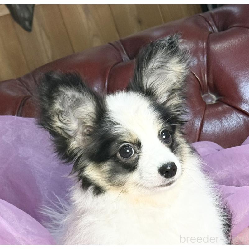 販売中の三重県のパピヨン-439873の6枚目