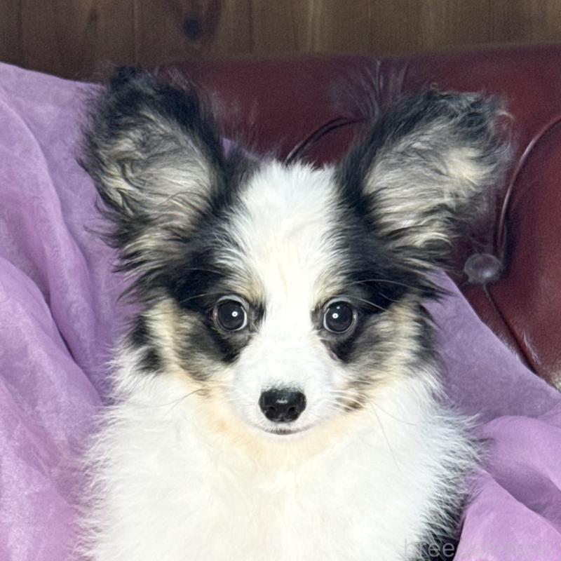 販売中の三重県のパピヨン-439873の5枚目