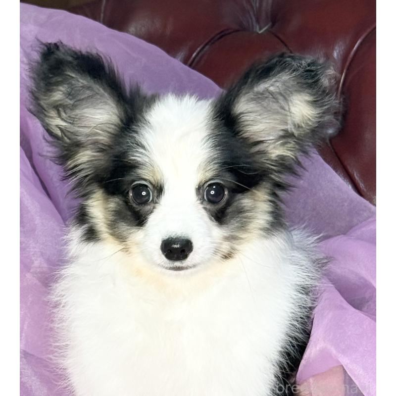 販売中の三重県のパピヨン-439873の1枚目