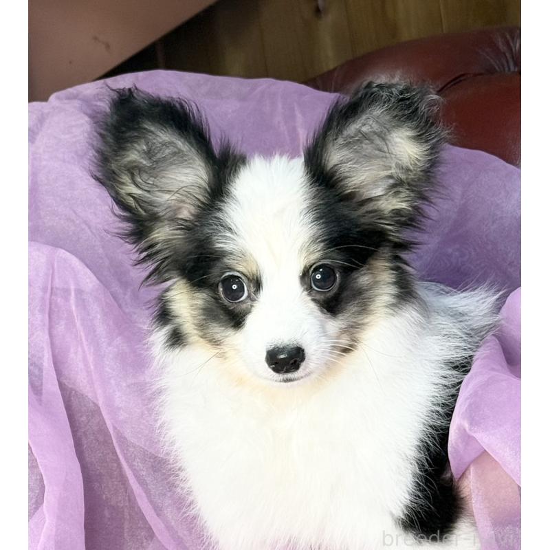 販売中の三重県のパピヨン-439873の3枚目