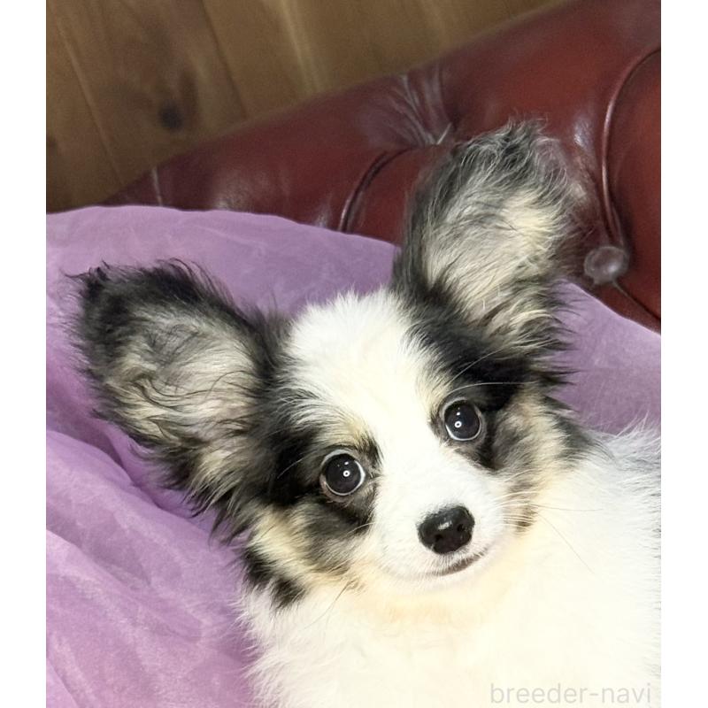 販売中の三重県のパピヨン-439873の2枚目