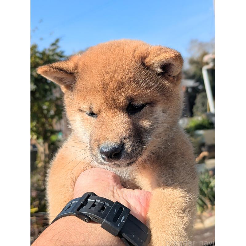 成約済の鹿児島県の豆柴-428469の4枚目