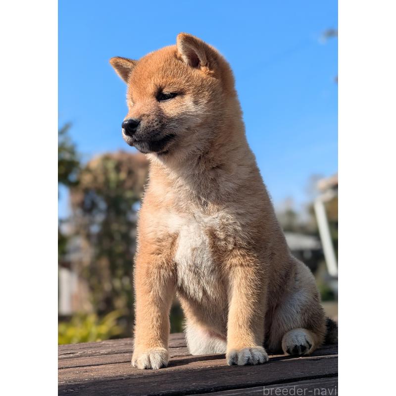 成約済の鹿児島県の豆柴-428469の3枚目