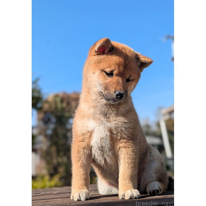 成約済の鹿児島県の豆柴-428469の2枚目
