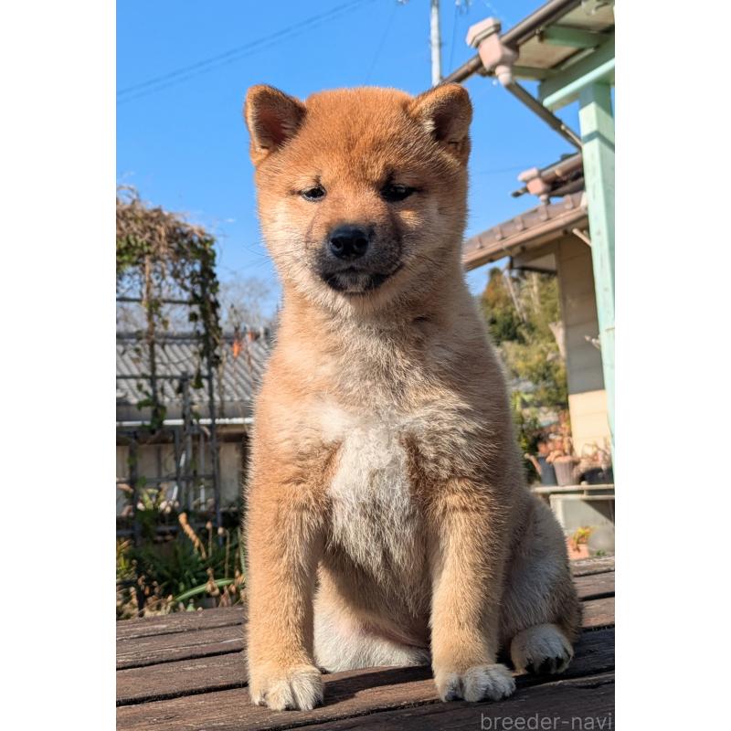 販売中の鹿児島県の豆柴-428469