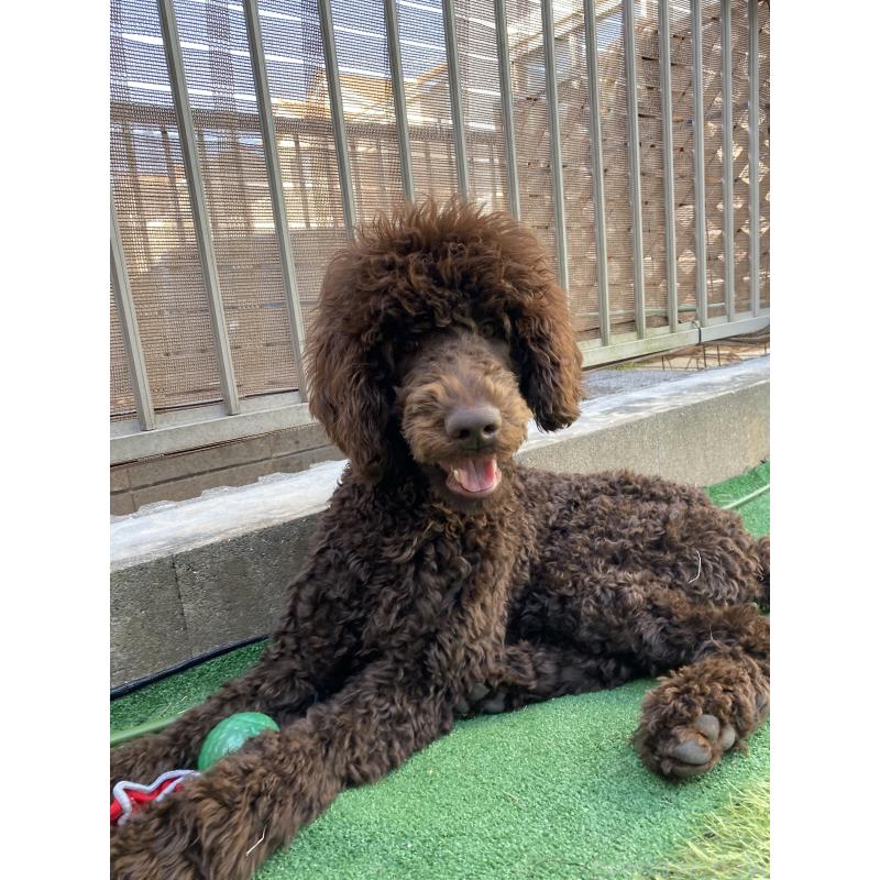 販売中の茨城県のスタンダードプードル-402779