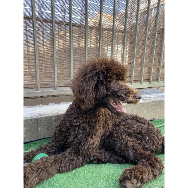 販売中の茨城県のスタンダードプードル-402779の2枚目