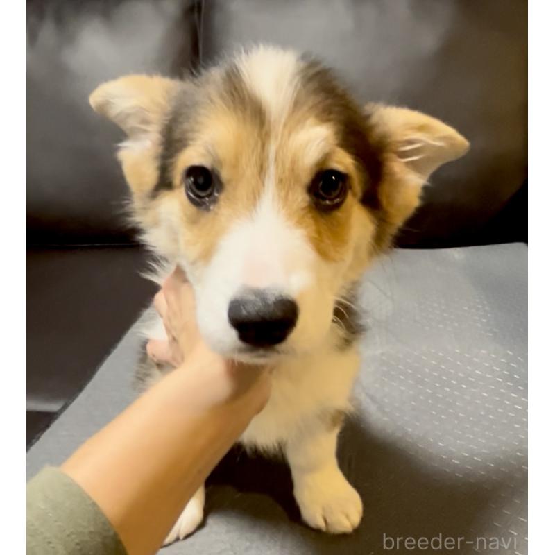 販売中の奈良県のウェルシュコーギーペンブローク-439875の10枚目