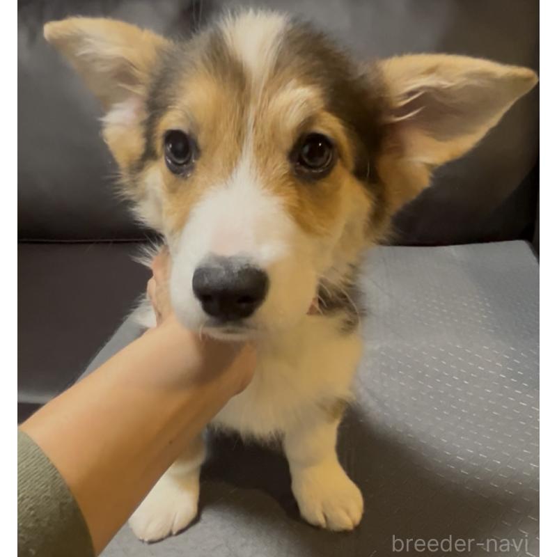 販売中の奈良県のウェルシュコーギーペンブローク-439875の9枚目