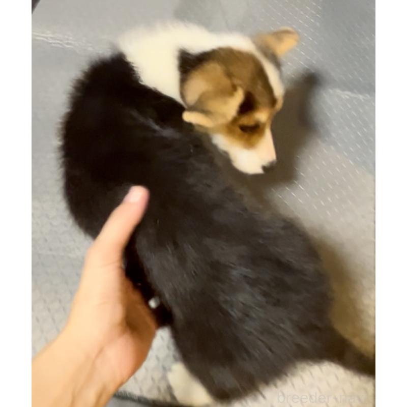 販売中の奈良県のウェルシュコーギーペンブローク-439875の7枚目