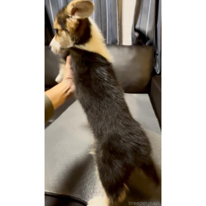 販売中の奈良県のウェルシュコーギーペンブローク-439875の6枚目