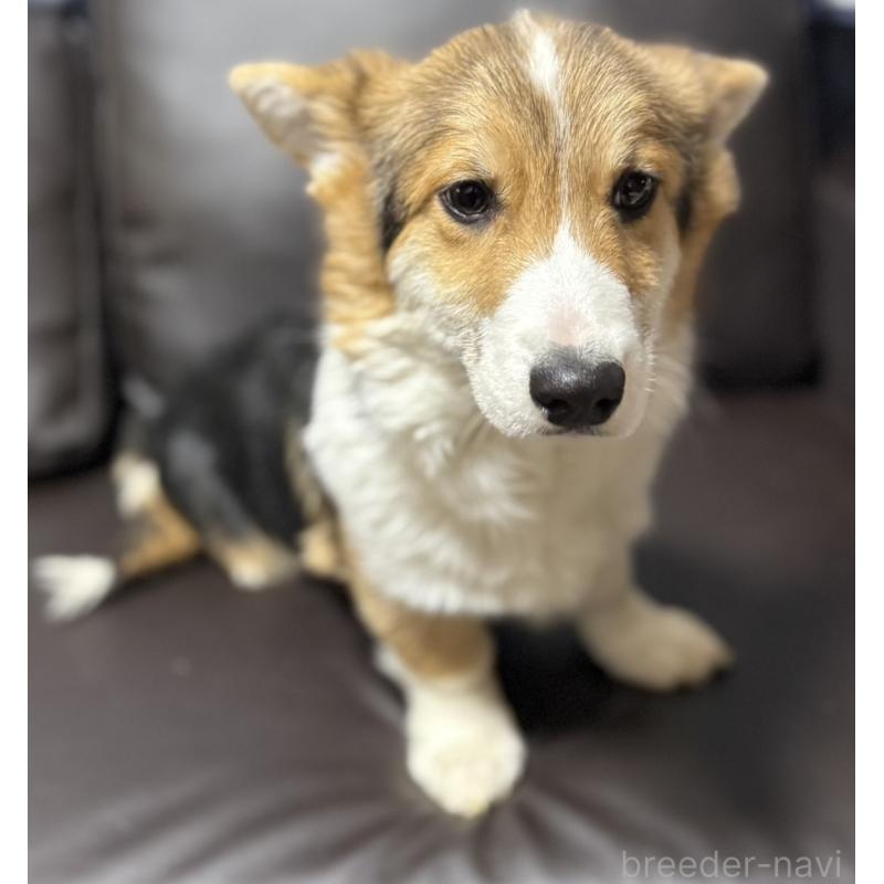 販売中の奈良県のウェルシュコーギーペンブローク-439875の5枚目