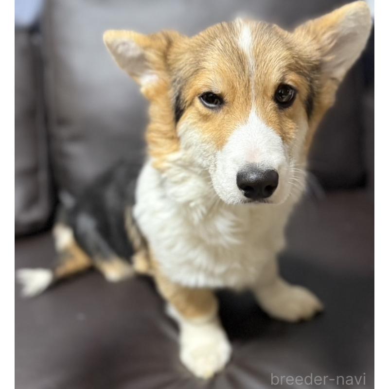 販売中の奈良県のウェルシュコーギーペンブローク-439875の4枚目