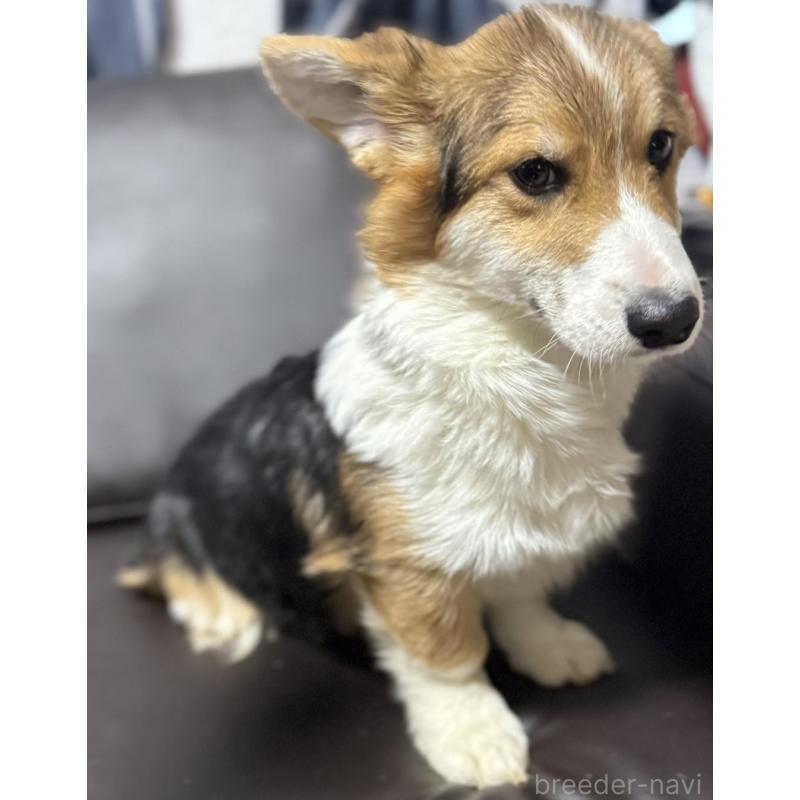 販売中の奈良県のウェルシュコーギーペンブローク-439875の3枚目