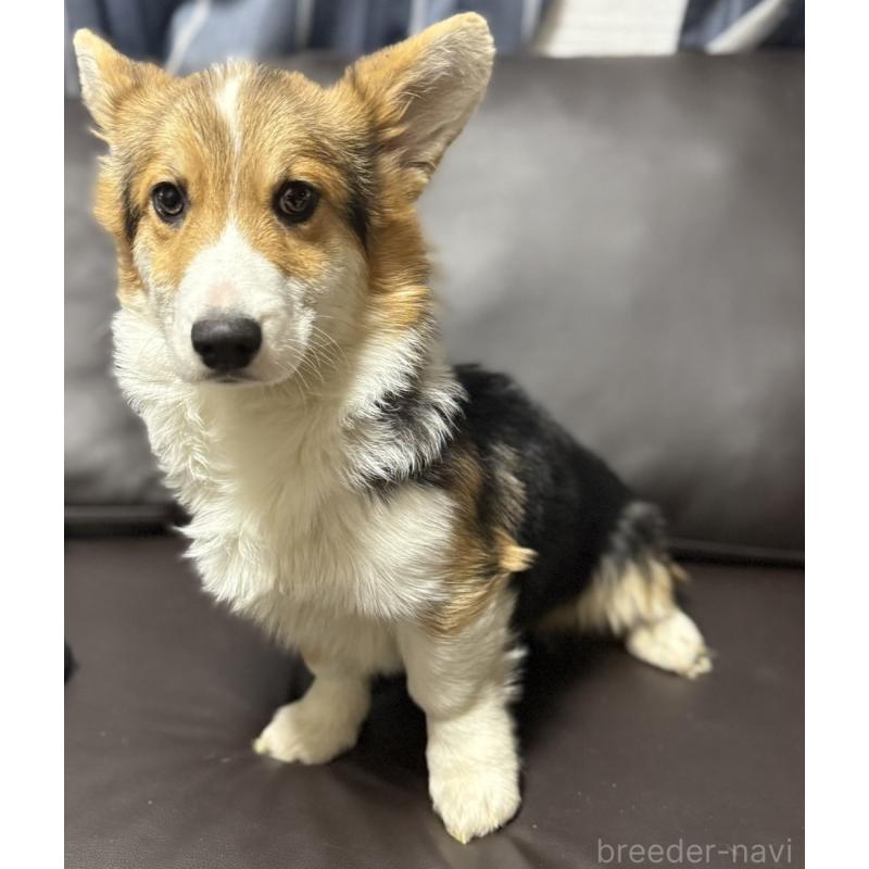 販売中の奈良県のウェルシュコーギーペンブローク-439875の1枚目