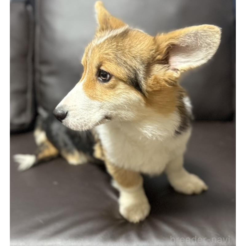 販売中の奈良県のウェルシュコーギーペンブローク-439875の2枚目