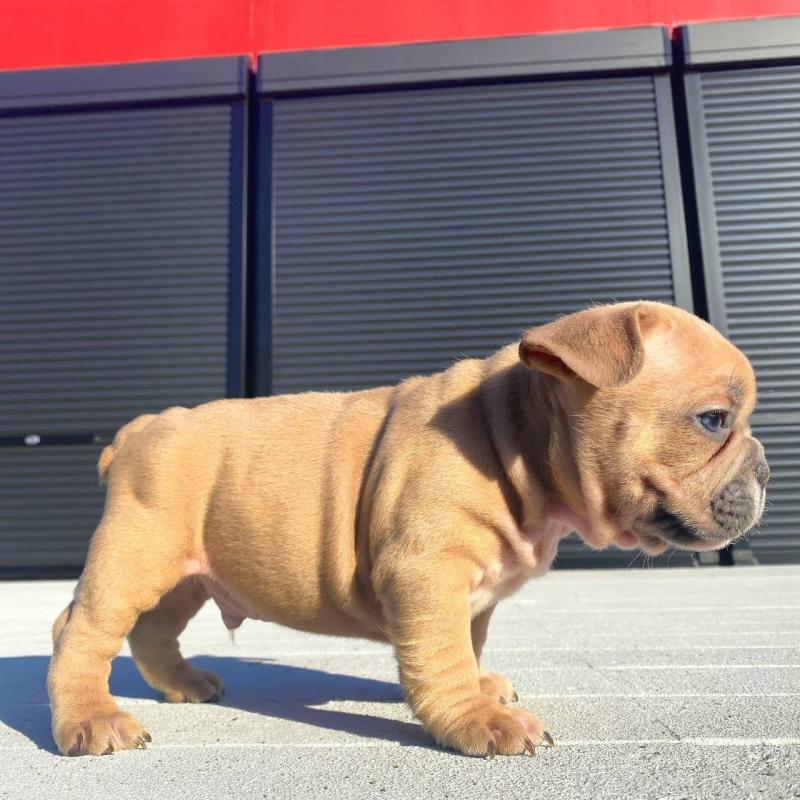 販売中の鹿児島県のフレンチブルドッグ-432032の6枚目