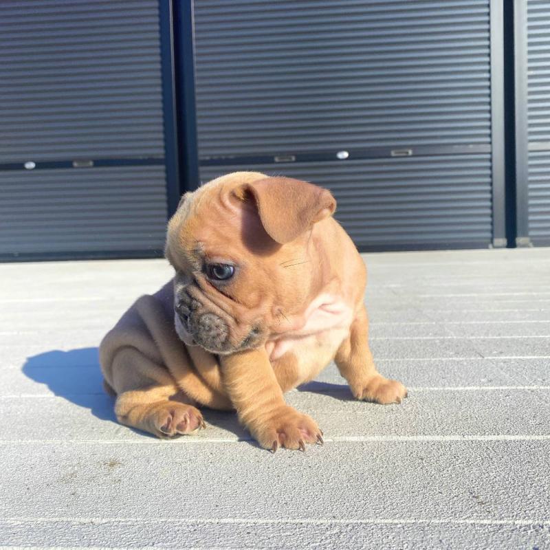 販売中の鹿児島県のフレンチブルドッグ-432032の5枚目