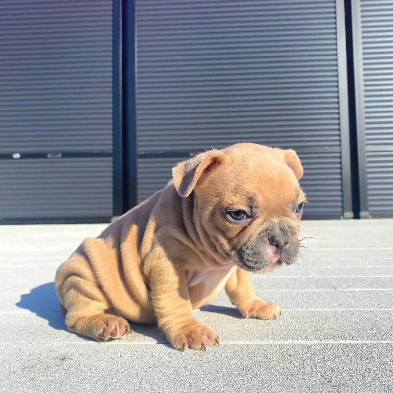 販売中の鹿児島県のフレンチブルドッグ-432032の4枚目