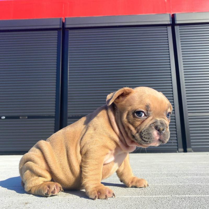 販売中の鹿児島県のフレンチブルドッグ-432032の3枚目