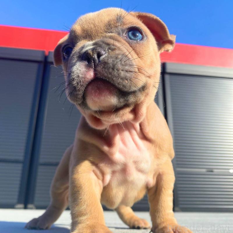 販売中の鹿児島県のフレンチブルドッグ-432032の2枚目