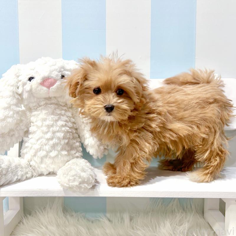 販売中の栃木県のマルプー:マルチーズ×トイプードル-434007の8枚目