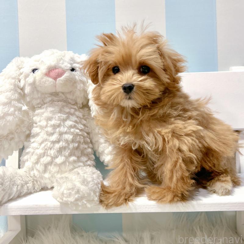 販売中の栃木県のマルプー:マルチーズ×トイプードル-434007の7枚目