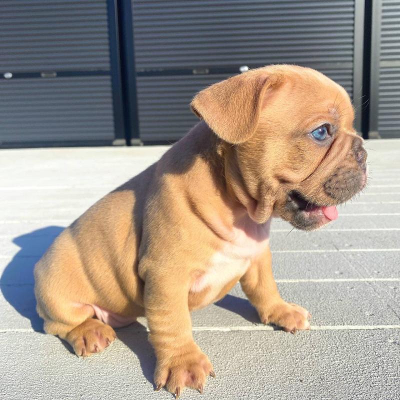 成約済の鹿児島県のフレンチブルドッグ-432041の8枚目