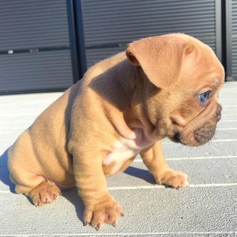 成約済の鹿児島県のフレンチブルドッグ-432041の7枚目