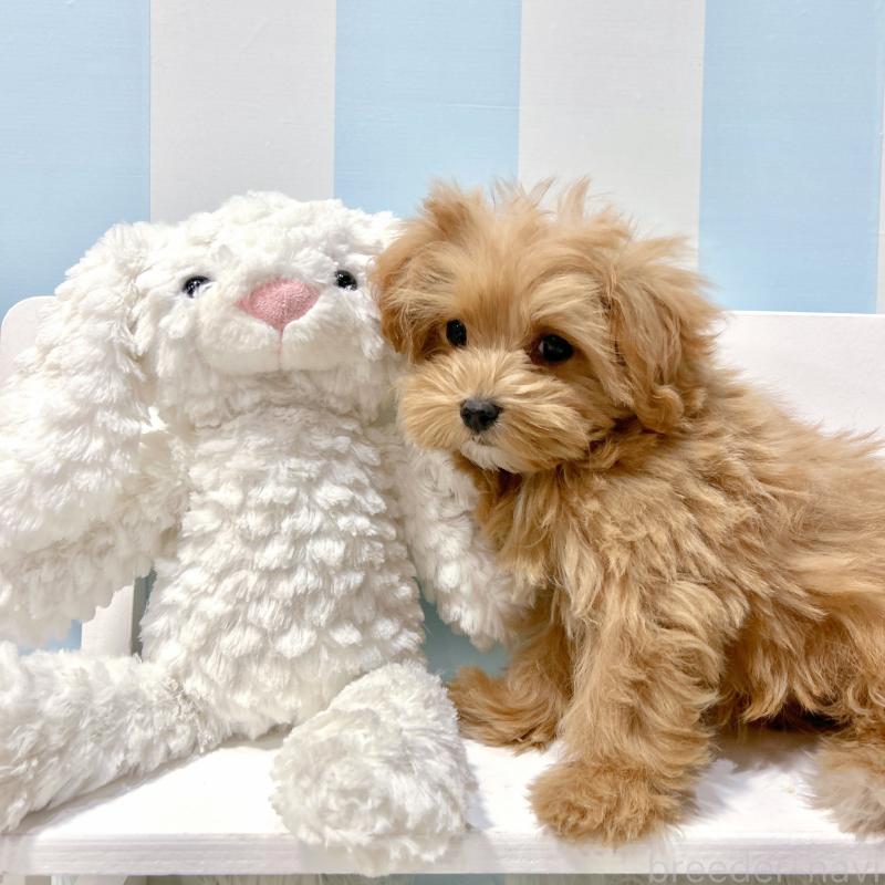 販売中の栃木県のマルプー:マルチーズ×トイプードル-434007の6枚目