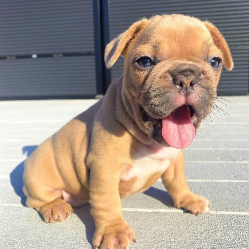 成約済の鹿児島県のフレンチブルドッグ-432041の6枚目