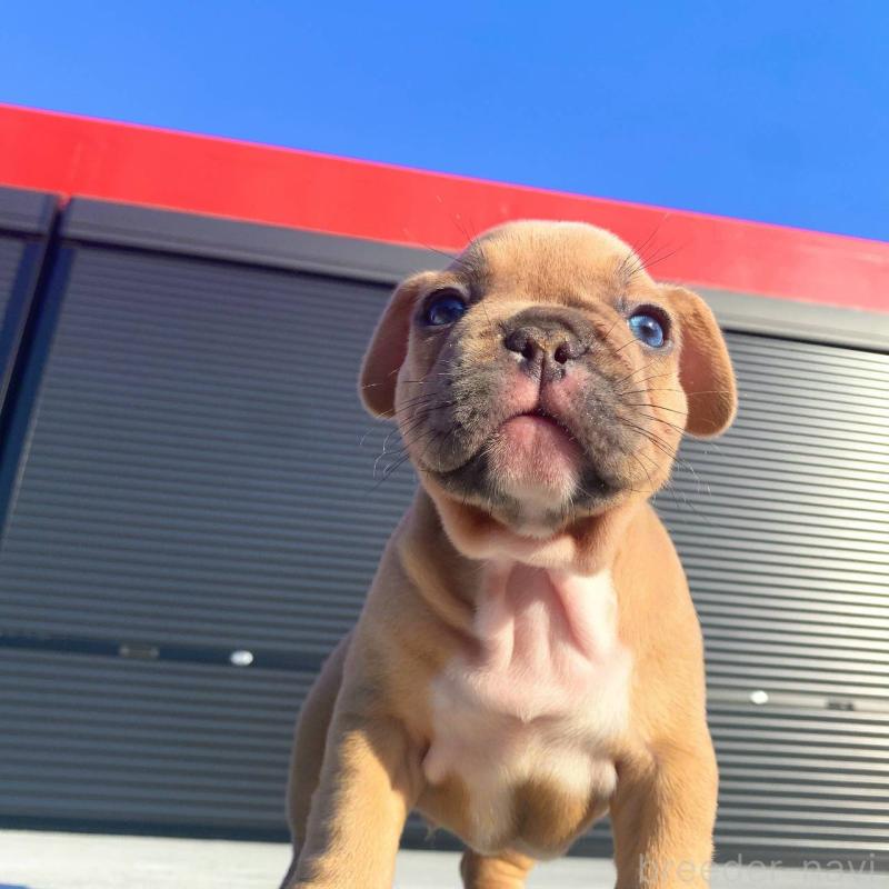 成約済の鹿児島県のフレンチブルドッグ-432041の5枚目