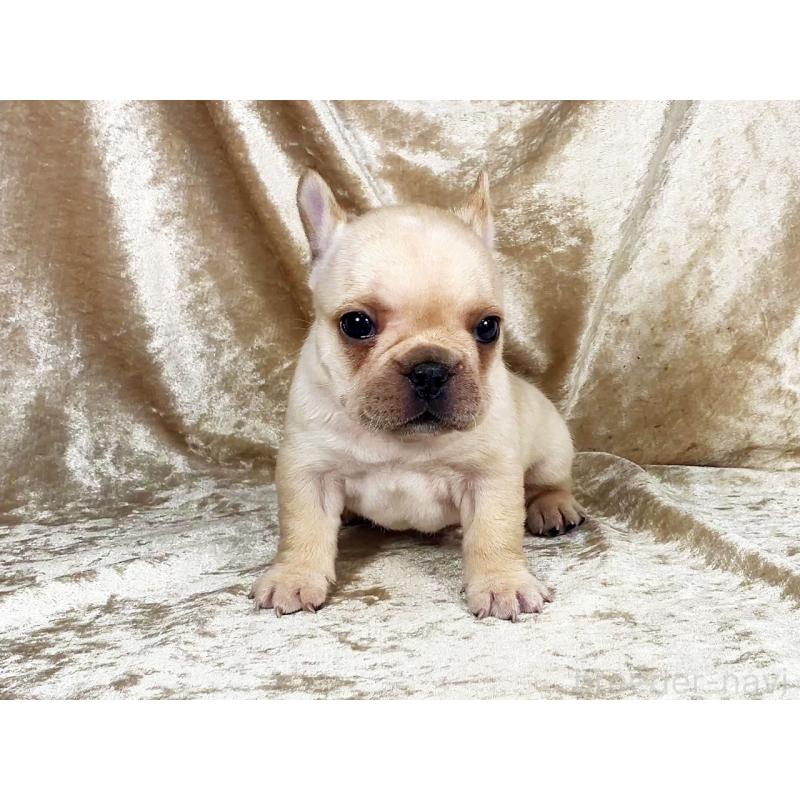 販売中の宮城県のフレンチブルドッグ-439882の1枚目