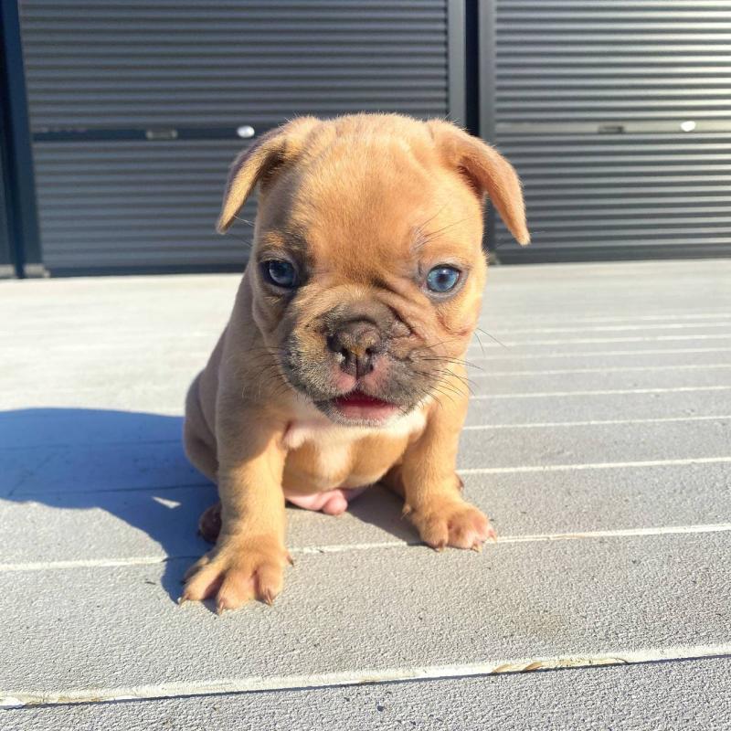 成約済の鹿児島県のフレンチブルドッグ-432041の4枚目