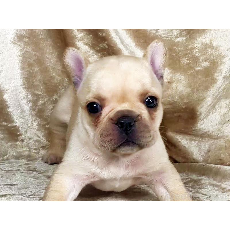 販売中の宮城県のフレンチブルドッグ-439882の3枚目