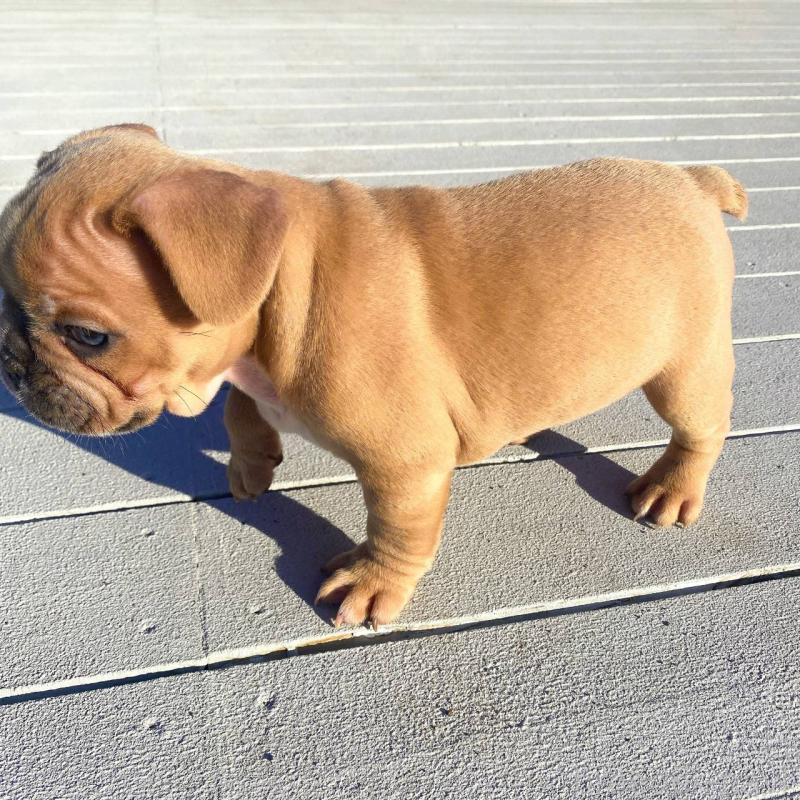 成約済の鹿児島県のフレンチブルドッグ-432041の3枚目