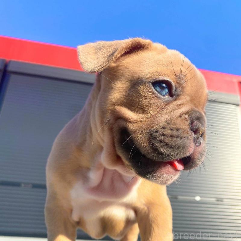 成約済の鹿児島県のフレンチブルドッグ-432041の2枚目