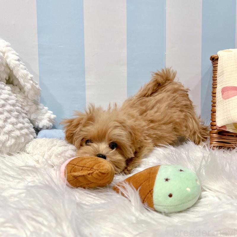 販売中の栃木県のマルプー:マルチーズ×トイプードル-434007の3枚目