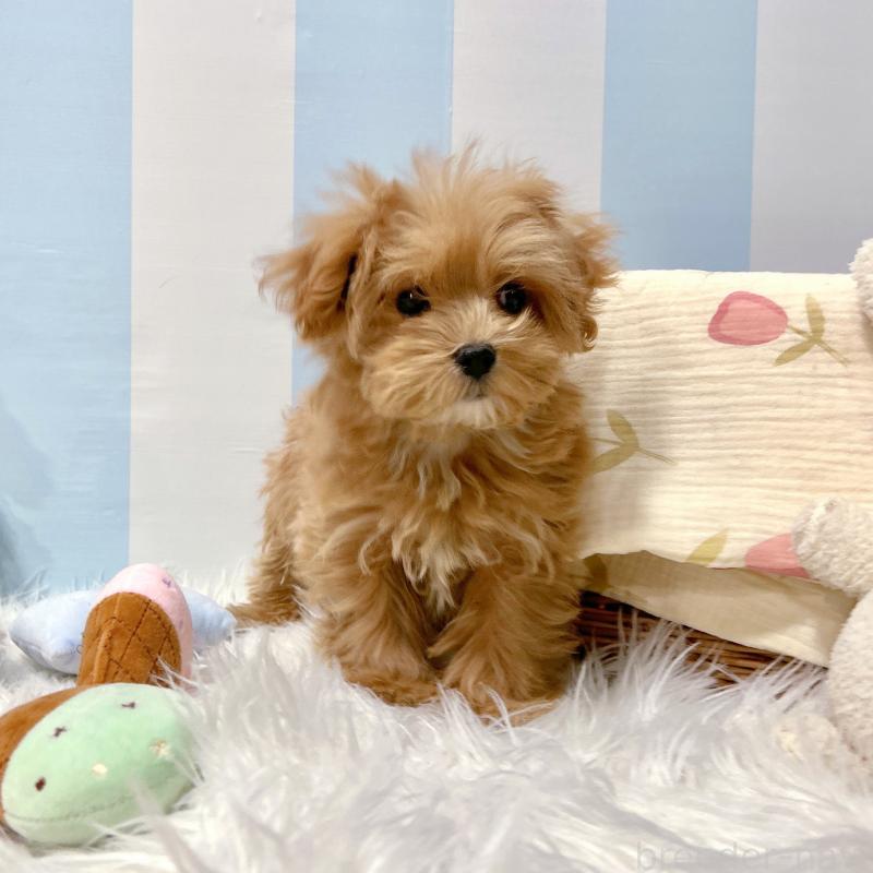 販売中の栃木県のマルプー:マルチーズ×トイプードル-434007の2枚目