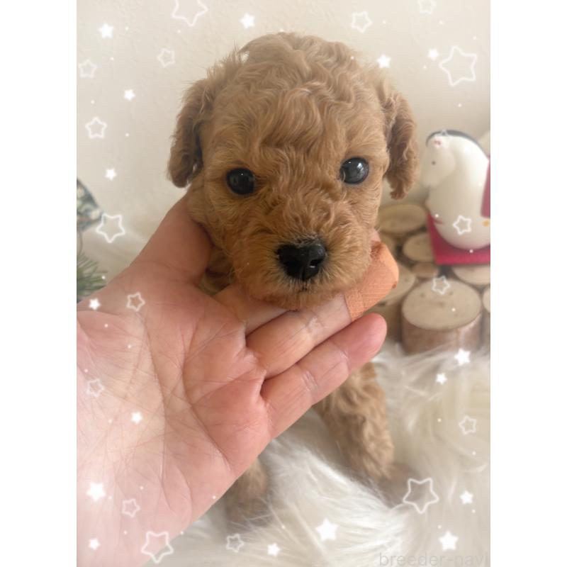 販売中の愛媛県のタイニープードル-439879の6枚目