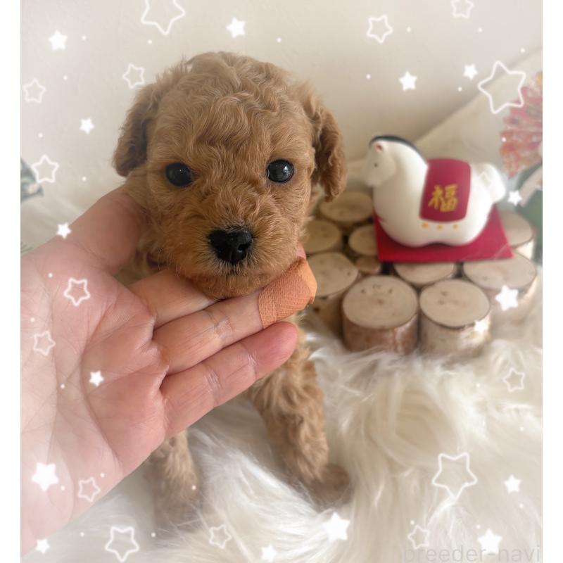 販売中の愛媛県のタイニープードル-439879の5枚目