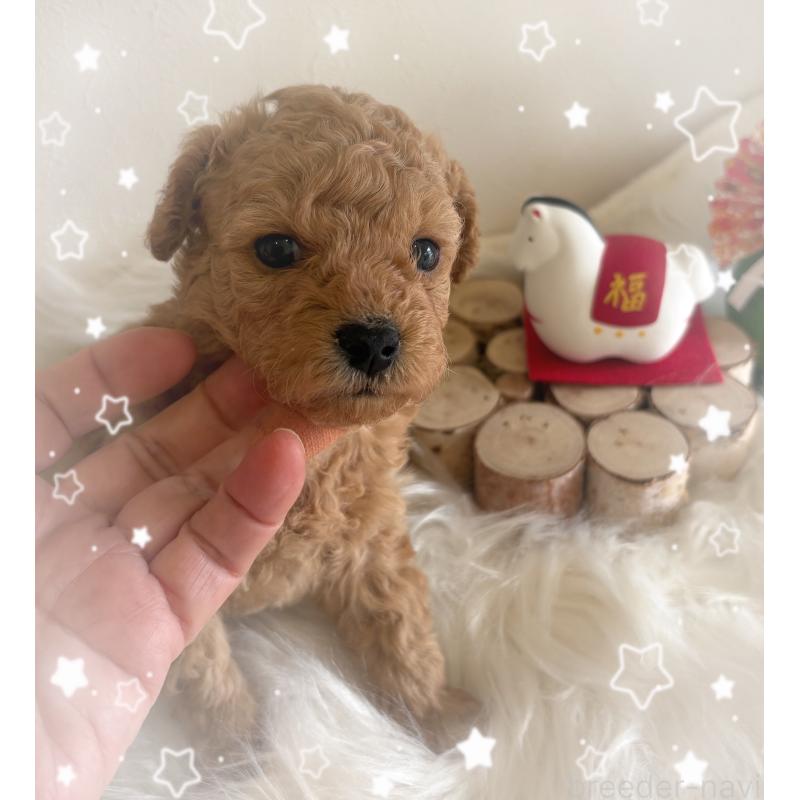 販売中の愛媛県のタイニープードル-439879の4枚目