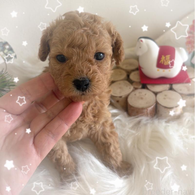 販売中の愛媛県のタイニープードル-439879の3枚目