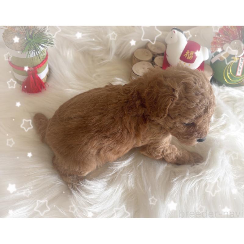 販売中の愛媛県のタイニープードル-439879の2枚目