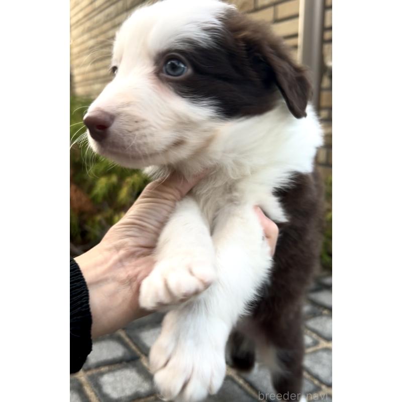 商談中の奈良県のボーダーコリー-439018の5枚目