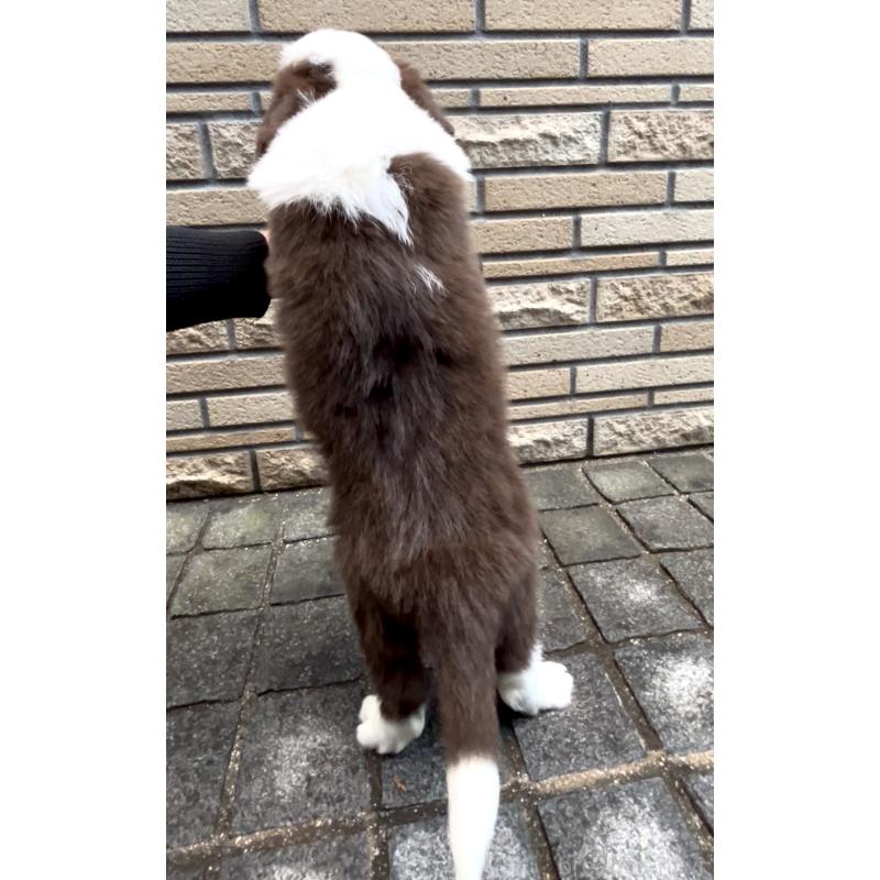 商談中の奈良県のボーダーコリー-439018の4枚目