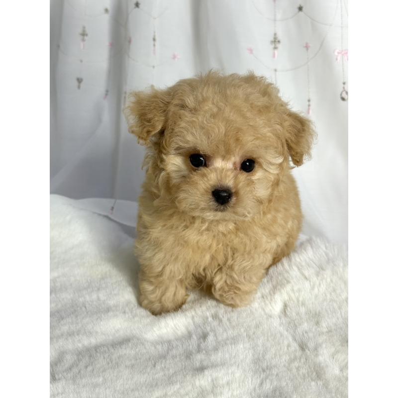 販売中の大阪府のタイニープードル-439880の1枚目