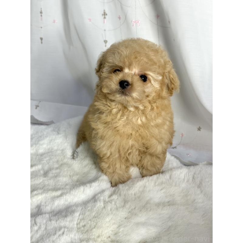 販売中の大阪府のタイニープードル-439880の4枚目