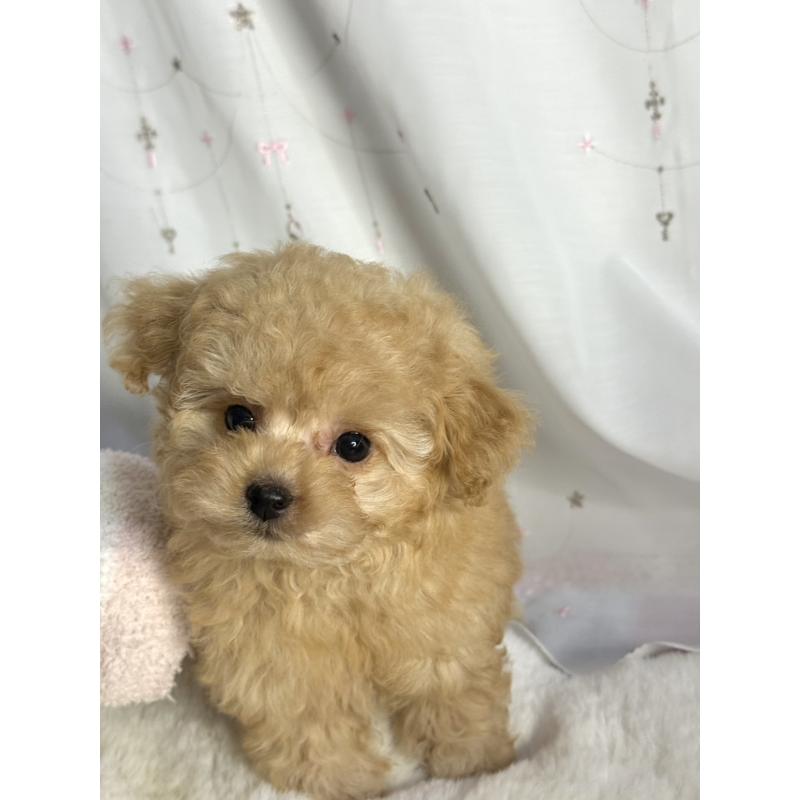 販売中の大阪府のタイニープードル-439880の5枚目