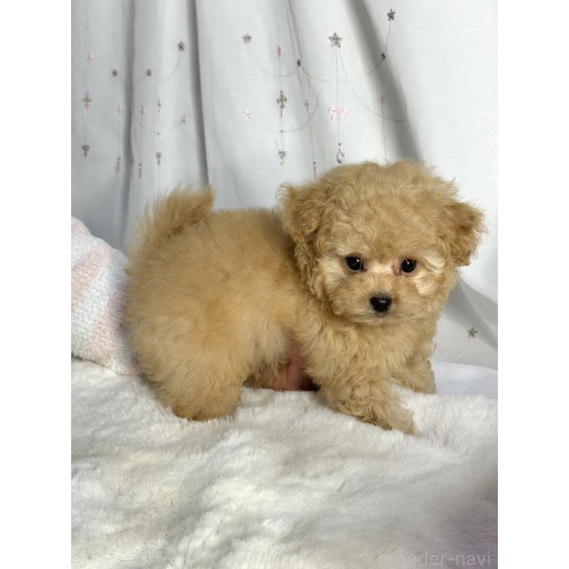販売中の大阪府のタイニープードル-439880の3枚目